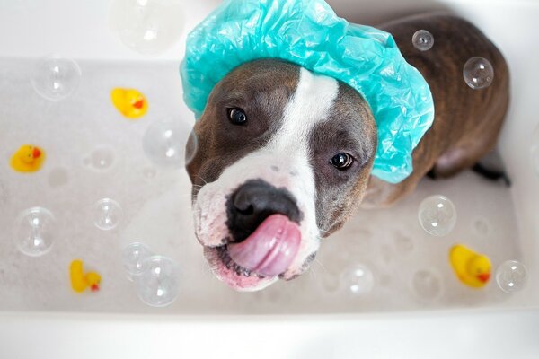 Cane marrone con cappello blu