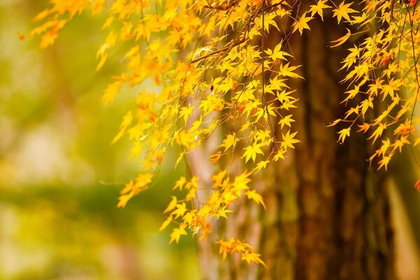 La nascita miracolosa dell autunno d oro