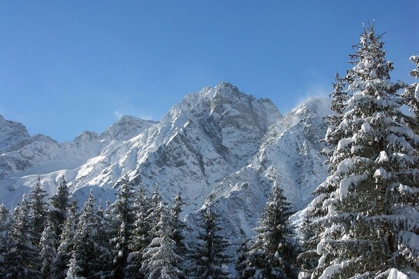 Racconto d inverno in montagna con la foresta