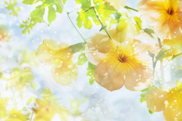 Fiori gialli su sfondo blu