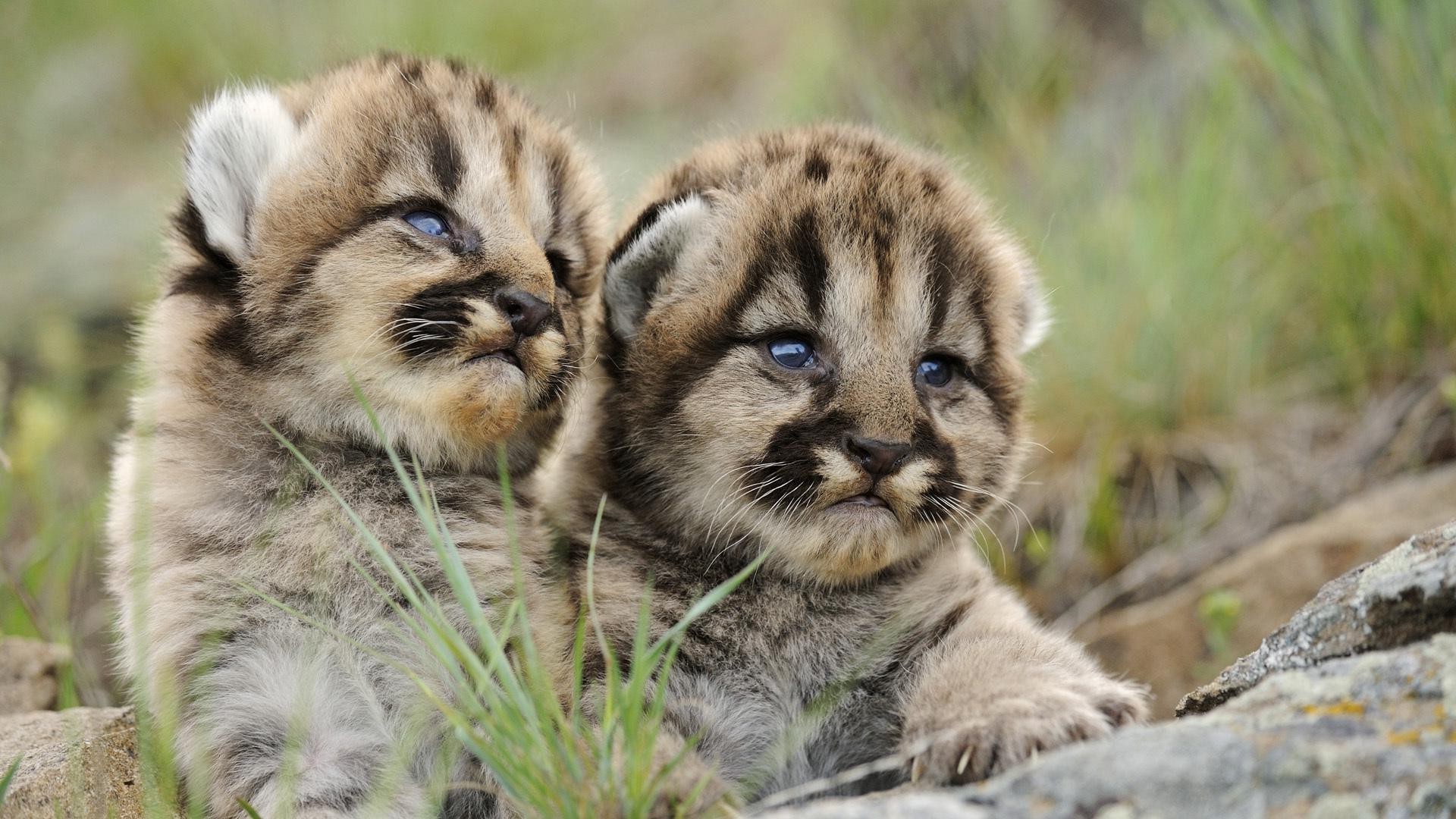 tigri gatto mammifero animale fauna selvatica natura pelliccia selvaggio mangiatore di carne carino erba predatore piccolo cucciolo di lupo zoo