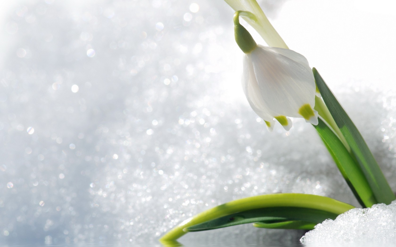 inverno natura fiore flora foglia neve purezza stagione caduta luminoso pasqua crescita