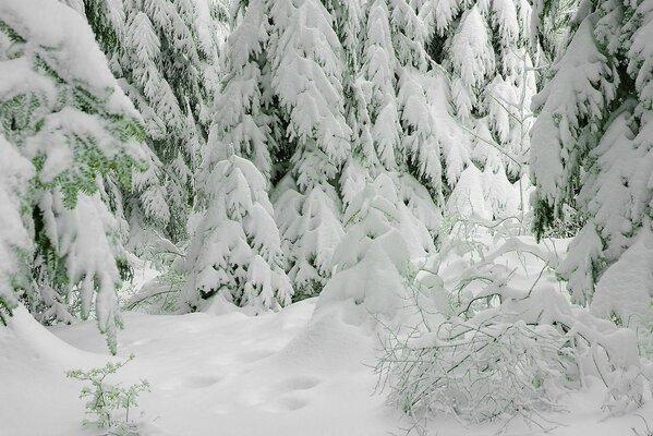 Inverno freddo, ma che bella foresta gelida!