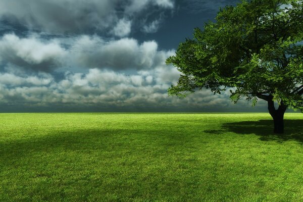Solitario in piedi su un prato verde albero