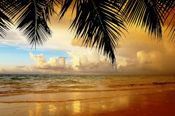 Poro tropicale al tramonto