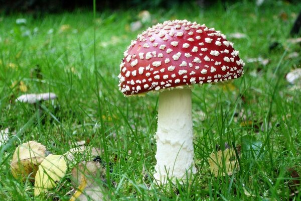 Bella Amanita sull erba verde