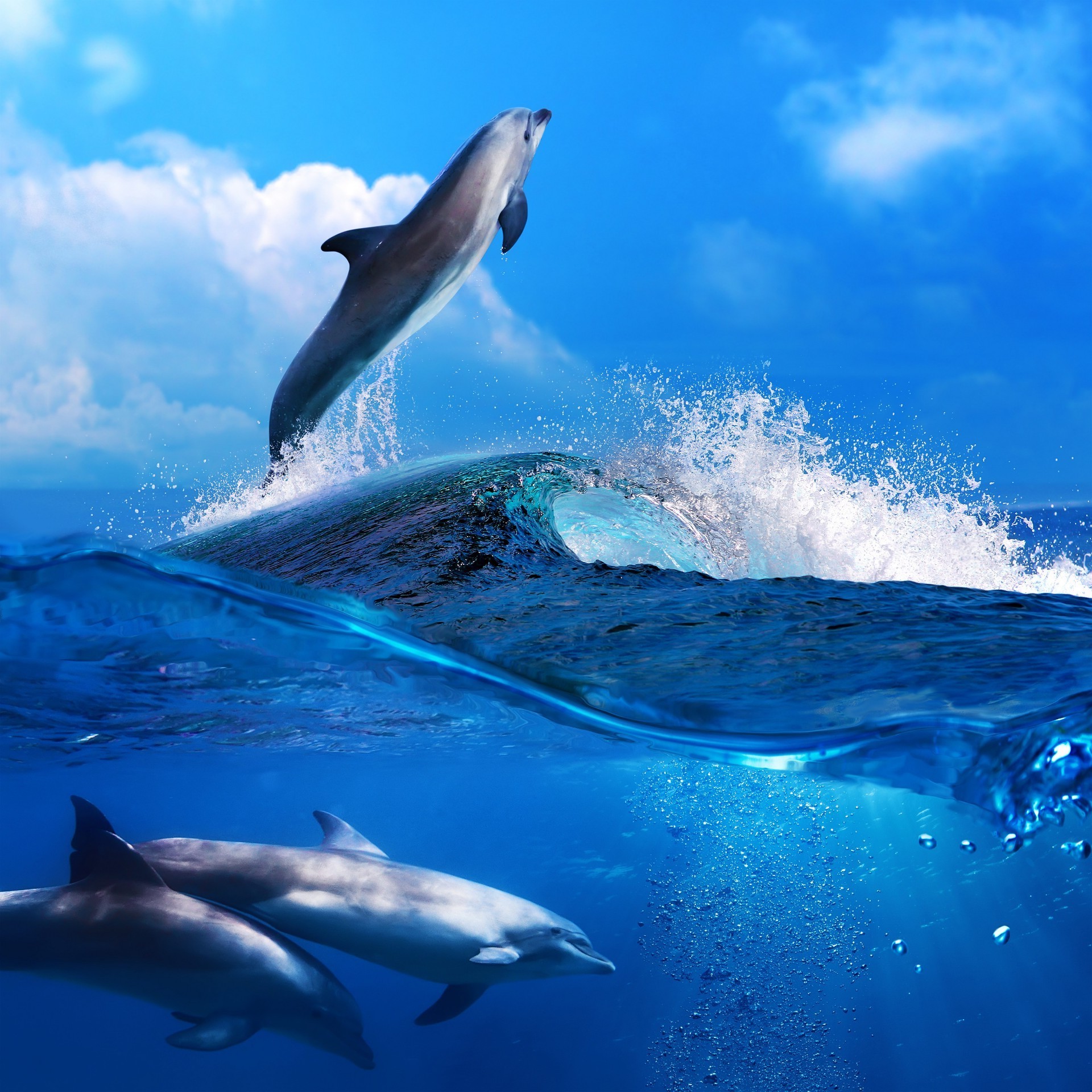 animali ventilatore delfino subacqueo balena squalo acqua nuoto oceano pesce pinna mare immersioni fauna selvatica mammifero viaggi natura acquario all aperto marino