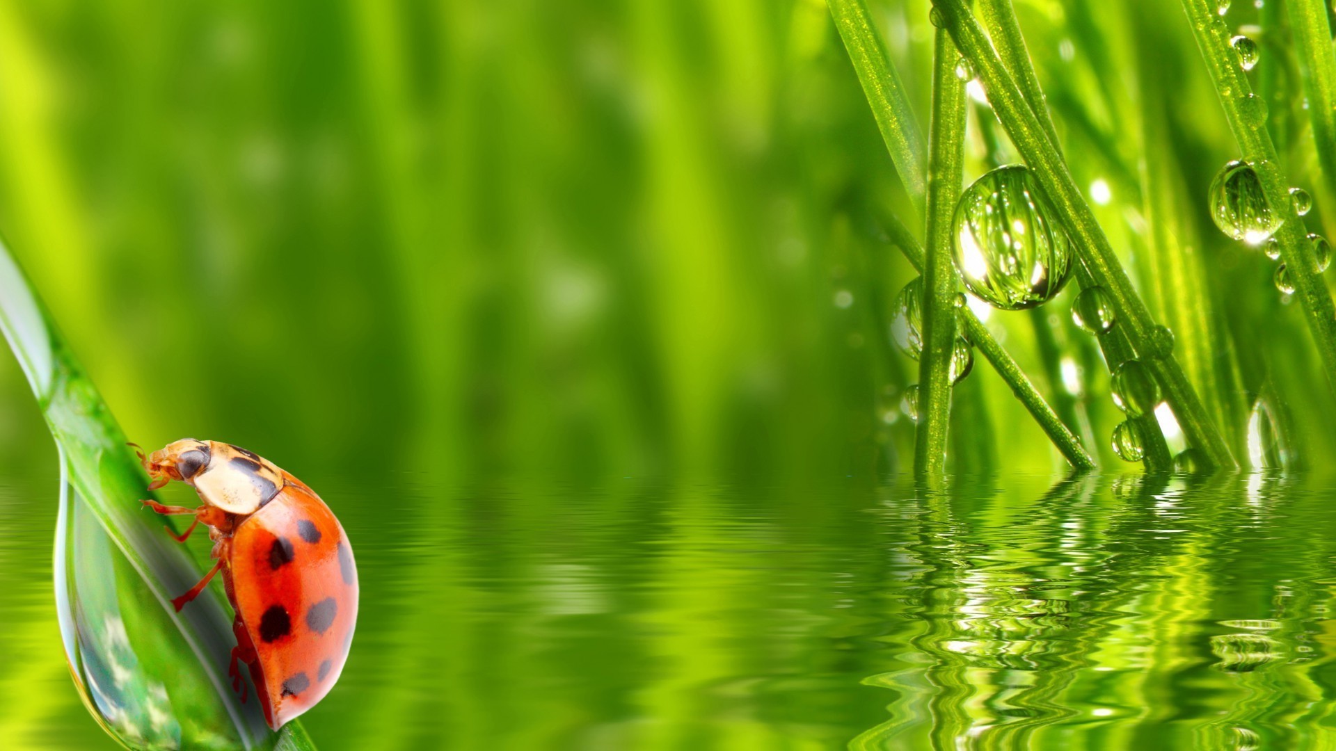 animali erba crescita flora ambiente foglia rugiada lama estate natura giardino pioggia caduta prato ambientale armonia ecologia freschezza lussureggiante fieno bagnato