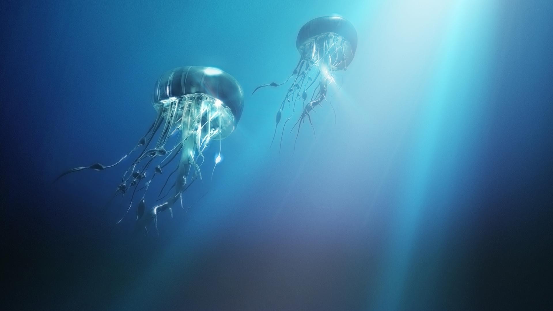 animali sott acqua nuoto oceano