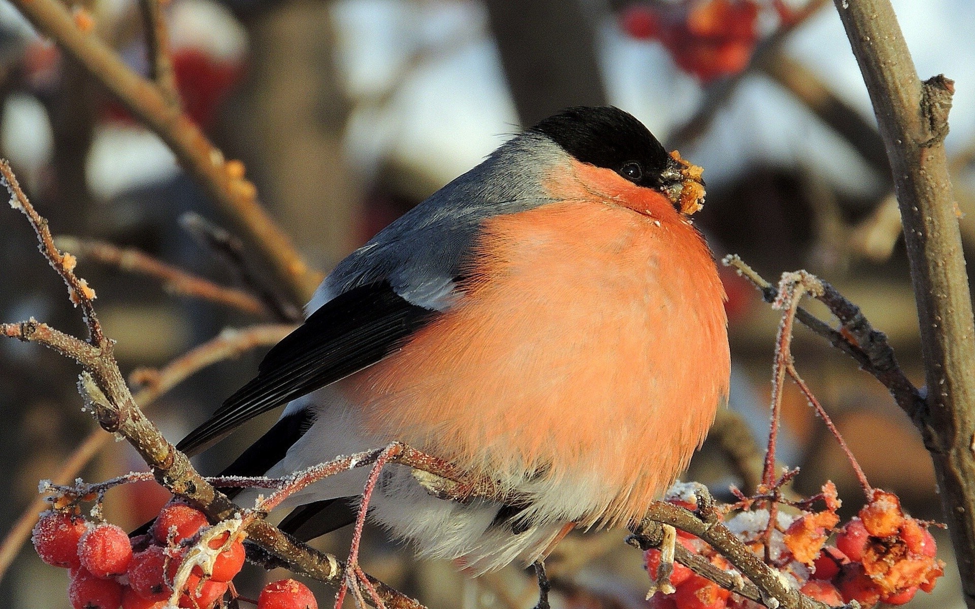 animali uccello fauna selvatica albero canoro all aperto natura inverno finch