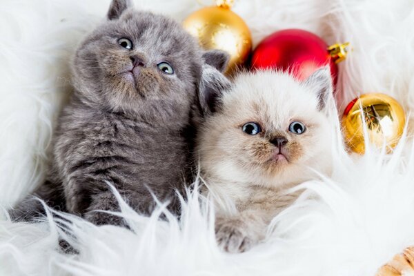 Natale carino gattino animali