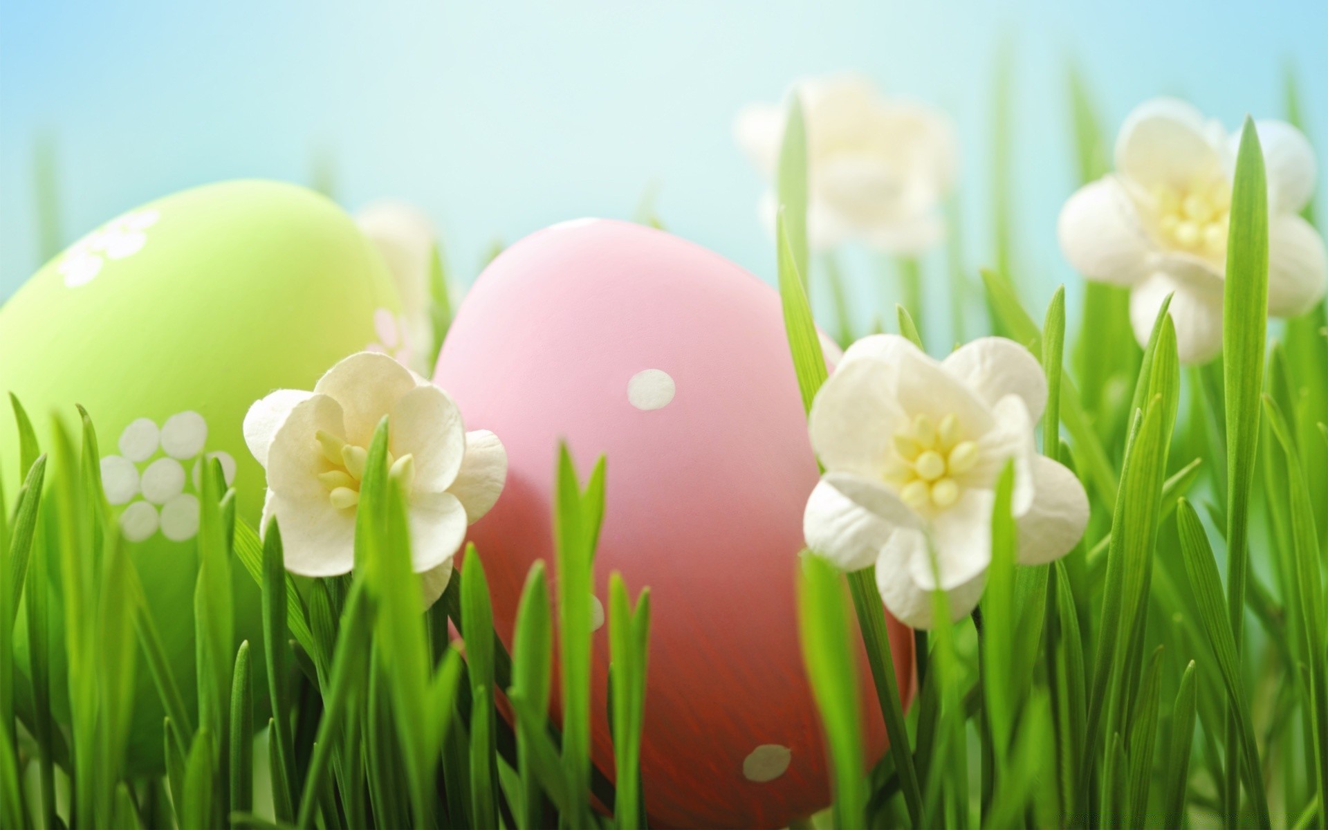 pasqua natura erba flora fiore crescita foglia giardino luminoso estate fieno primavera narciso narciso bel tempo stagione colore buccia floreale