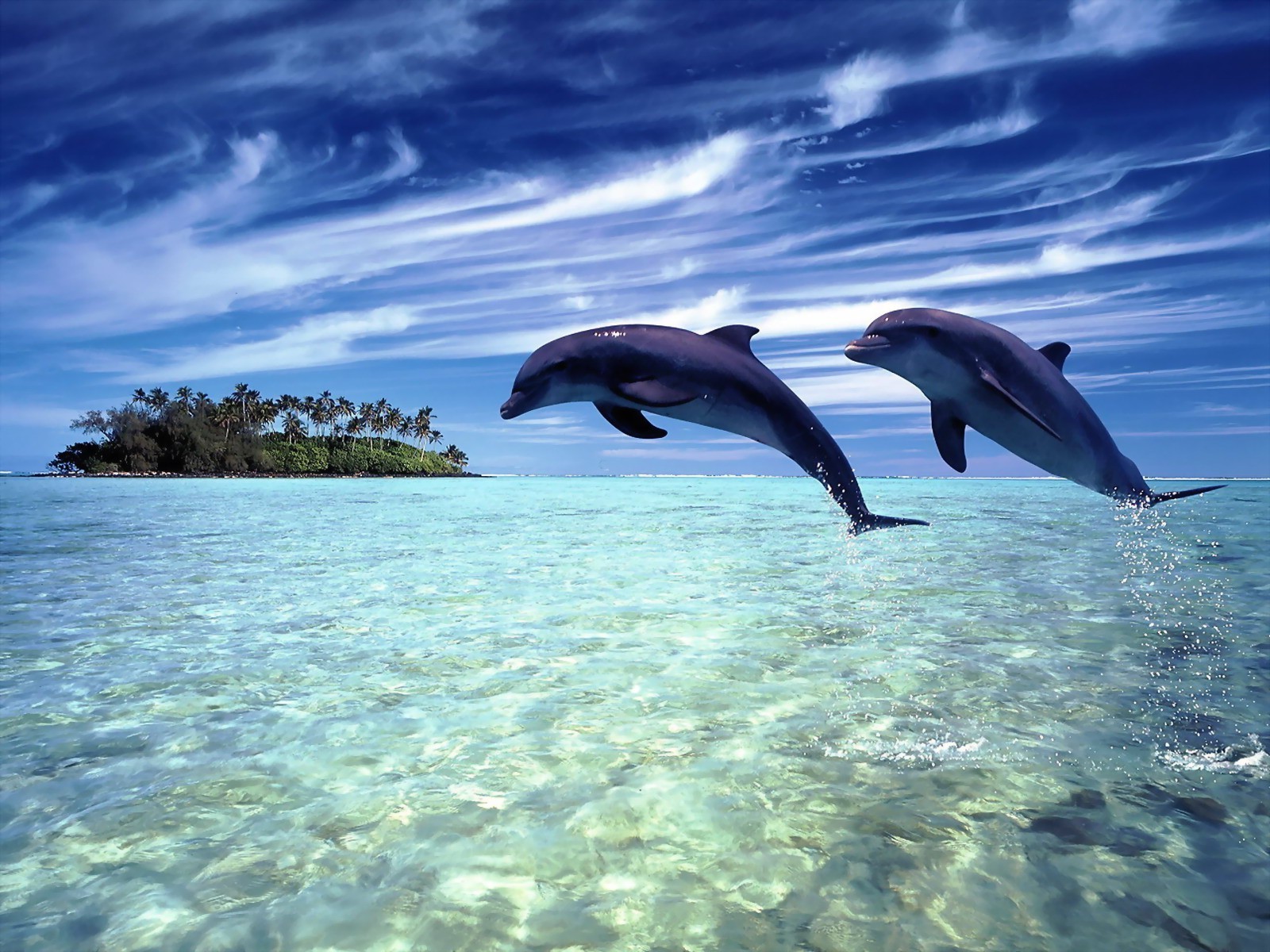 amanti animali acqua subacquea oceano mare pesce natura nuoto immersioni delfino fauna selvatica tropicale all aperto viaggi turchese ventilatore