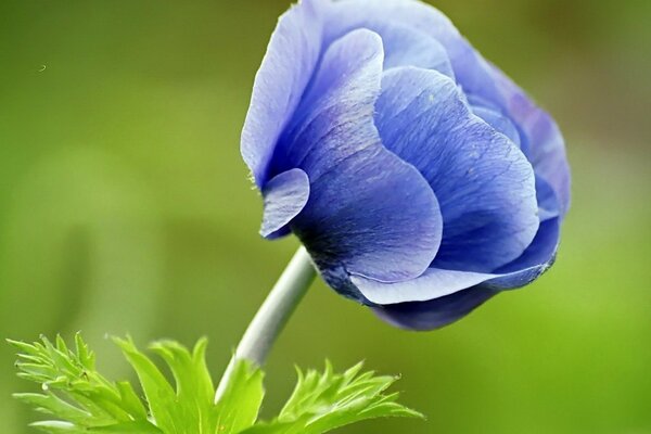 Affascinante fiore blu