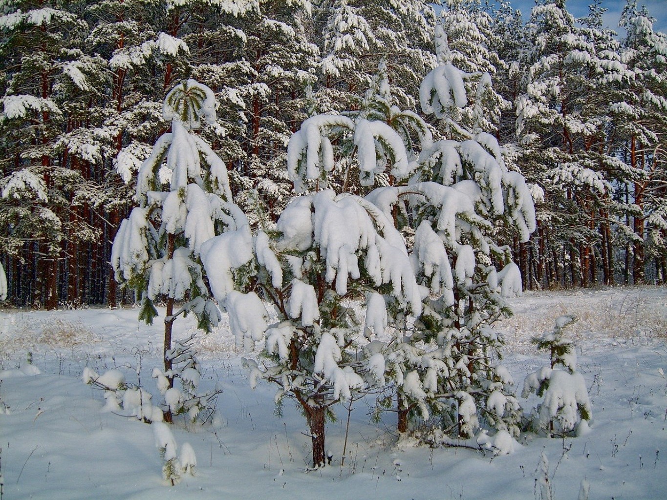 inverno neve tempo freddo gelo stagione albero legno paesaggio natura congelato all aperto ghiaccio neve-bianco ramo scena gelido tempesta di neve scenico
