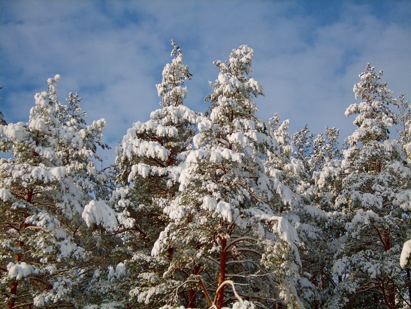 foresta inverno neve gelo albero stagione pino freddo legno abete evergreen congelato natale natura ramo paesaggio tempo abete rosso conifere ghiaccio
