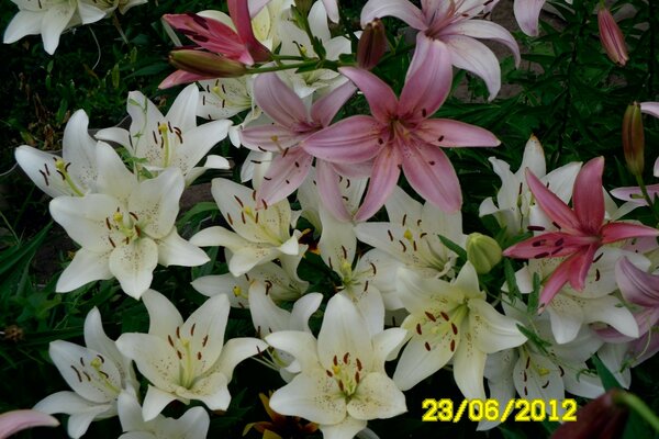 Mazzi estivi, gigli. Daylily