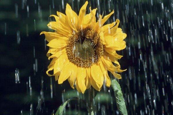 La pioggia estiva innaffia il girasole