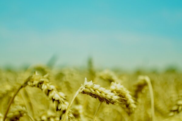 Grano giallo contro il cielo blu