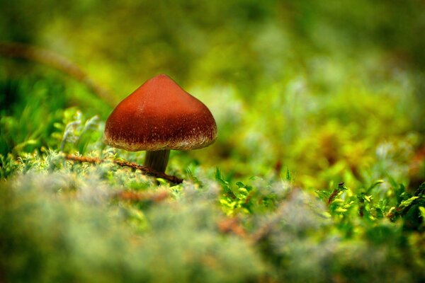Fungo su tappeto di erba verde