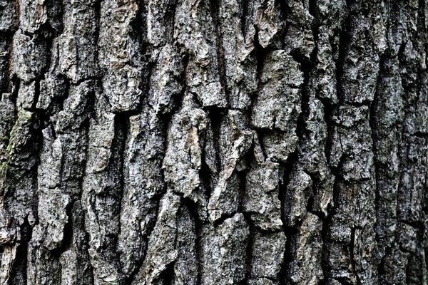 Corteccia d albero. Macro-capacità. Foresta. Natura