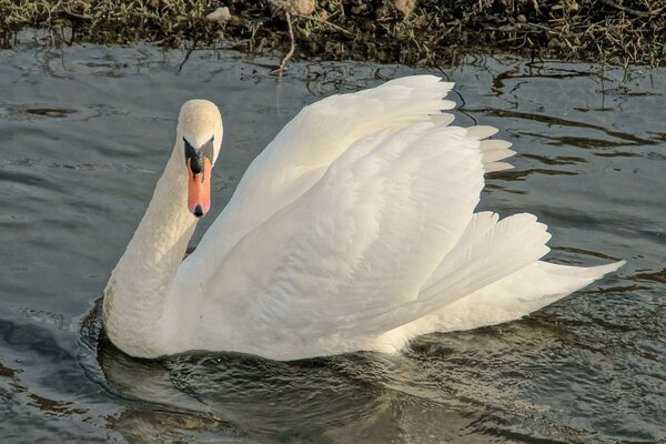 Bel cigno bianco come la neve sul lago