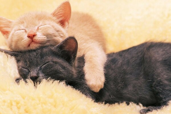 Simpatici gattini che dormono in un abbraccio