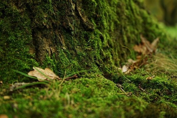 Caduta delle foglie su muschio verde soffice