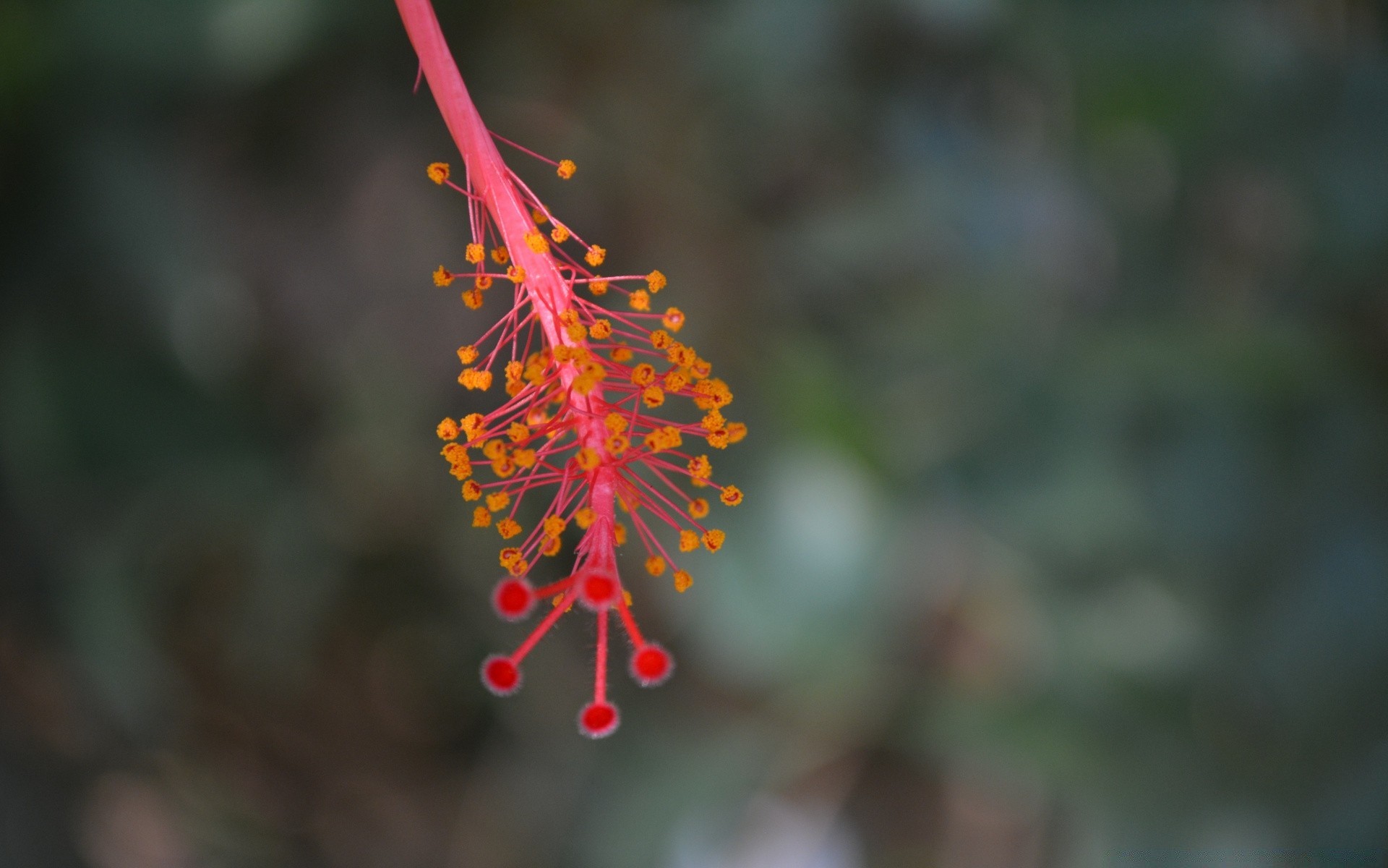 macro natura fiore foglia all aperto giardino flora albero sfocatura crescita