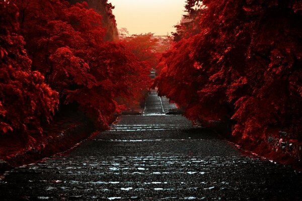 Autumn road down. Bella luce