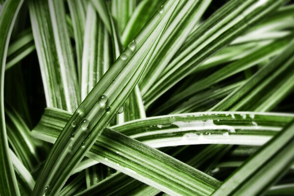 Acqua sulle foglie in un giardino verde