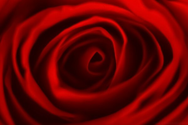 Tessuto rosso a forma di rosa