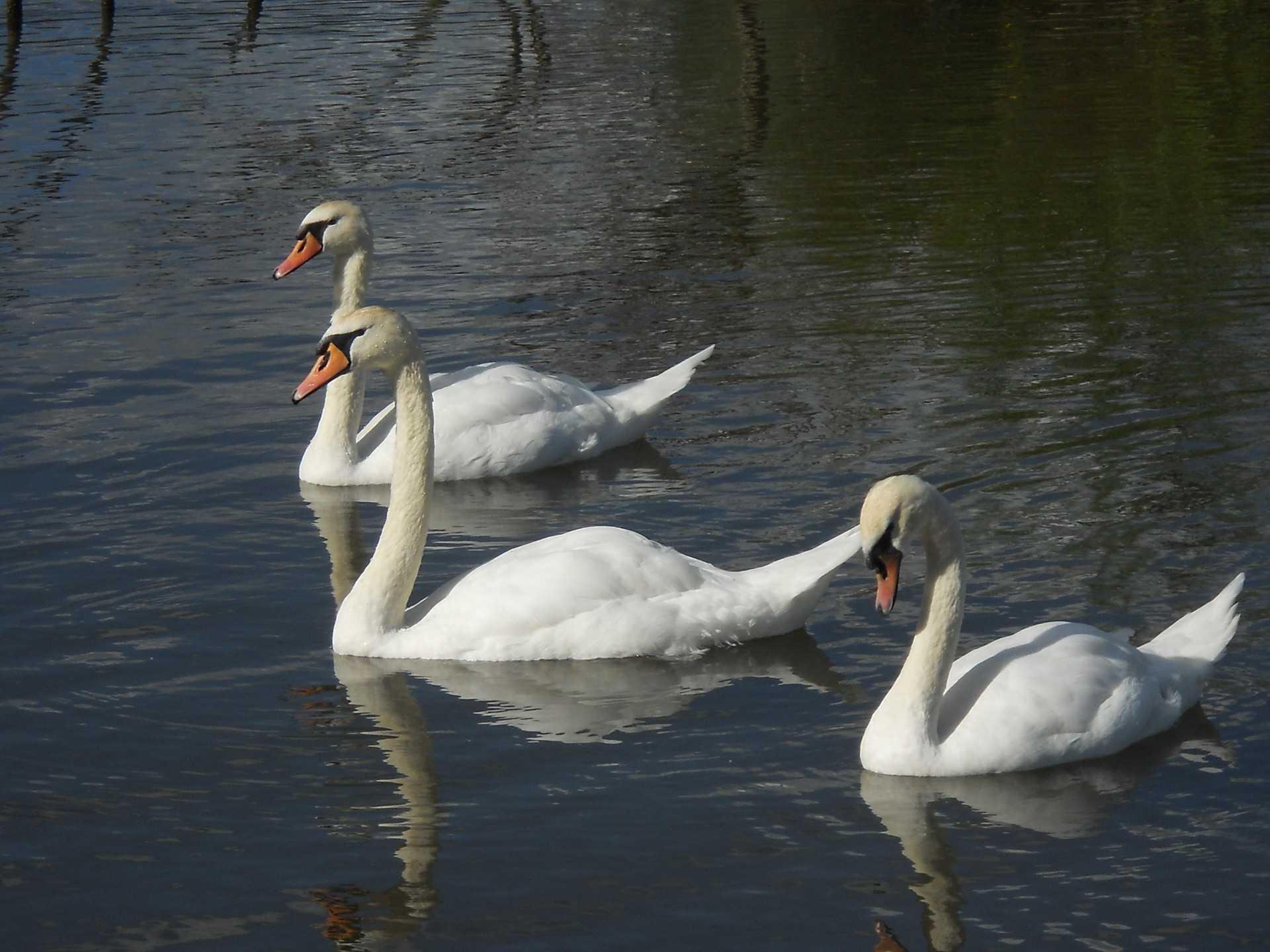 cigno uccello acqua lago uccelli acquatici oca anatra nuoto muto piscina riflessione fauna selvatica uccelli natura piuma collo fiume animale