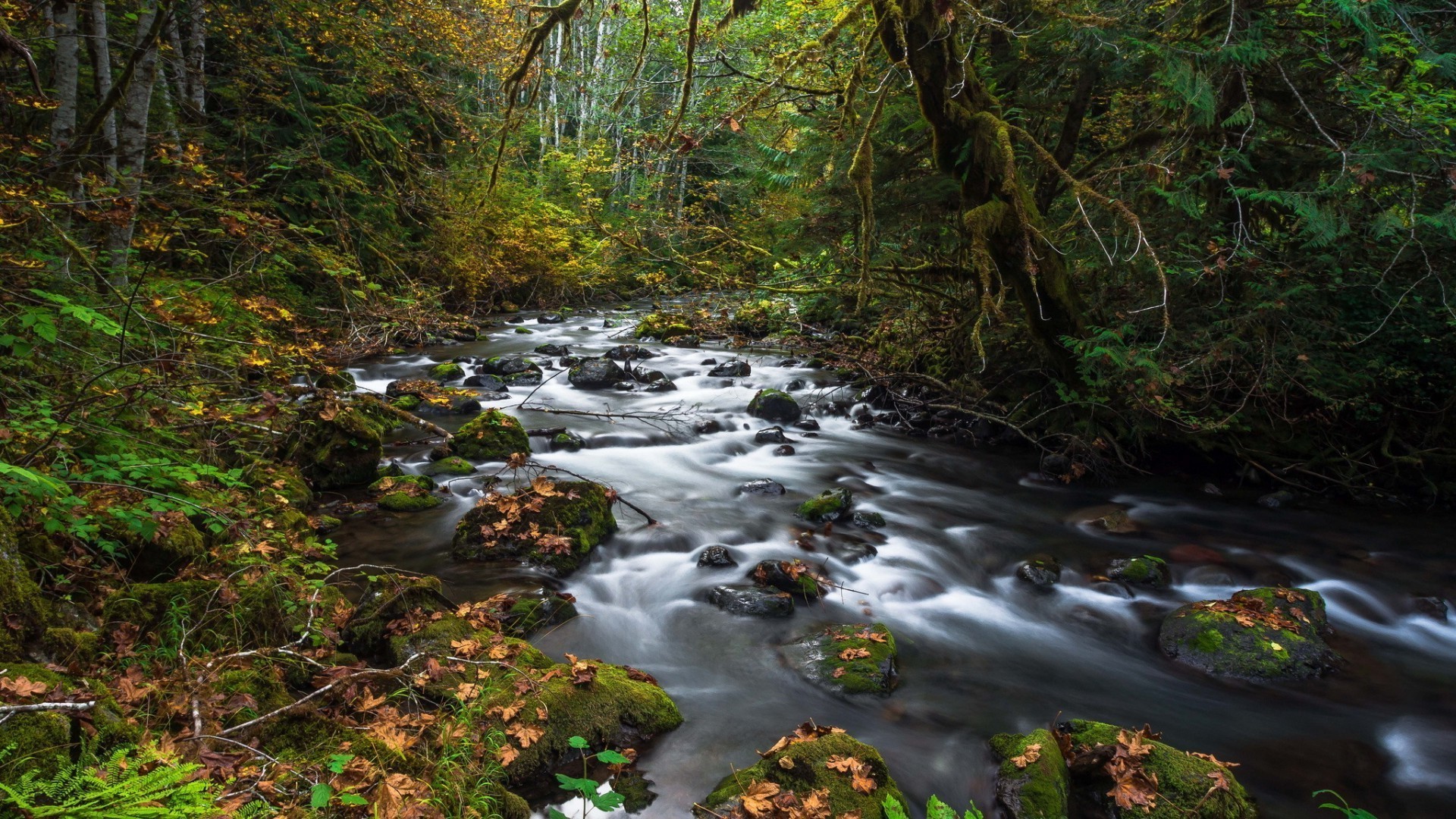 autunno acqua di legno fiume flusso foglia natura paesaggio cascata creek albero muschio all aperto roccia parco di viaggio flusso di montagna rapids