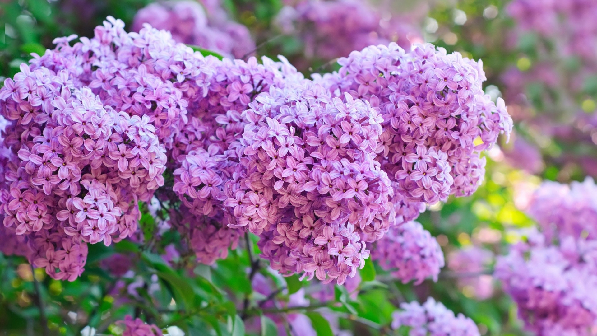 fiore flora natura giardino arbusto fioritura estate foglia lavanda crescita floreale stagione di colore petalo vivid ramo albero botanico all aperto