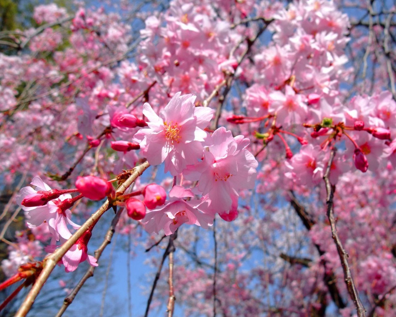 fiore di ciliegio ramo di un albero flora natura stagione fioritura giardino crescita petalo foglia primavera compagno parco all aperto di colore vivid floreale
