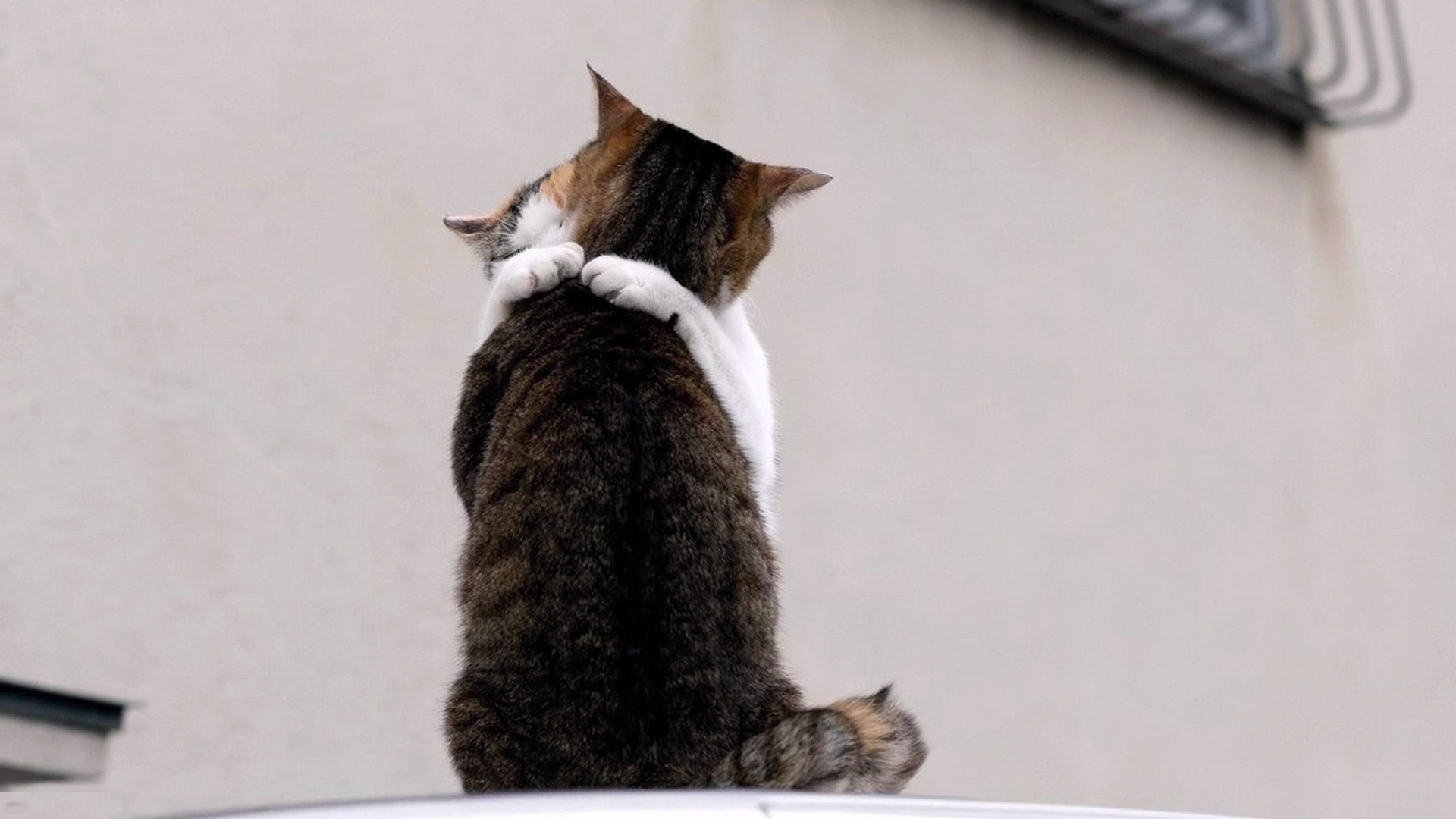 gatto mammifero carino animale gattino animale domestico uno domestico pelliccia