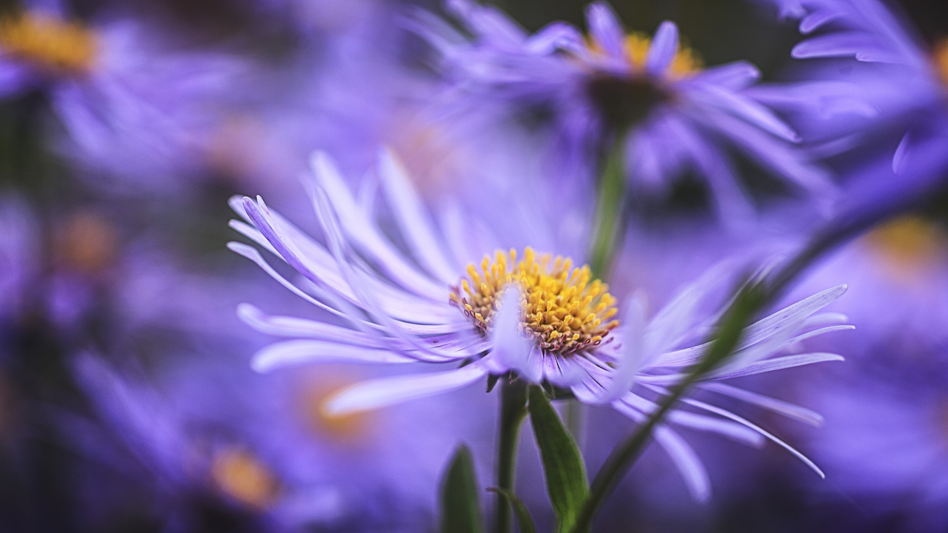 natura fiore flora estate giardino floreale petalo foglia brillante fiore di colore close-up bella all aperto delicato