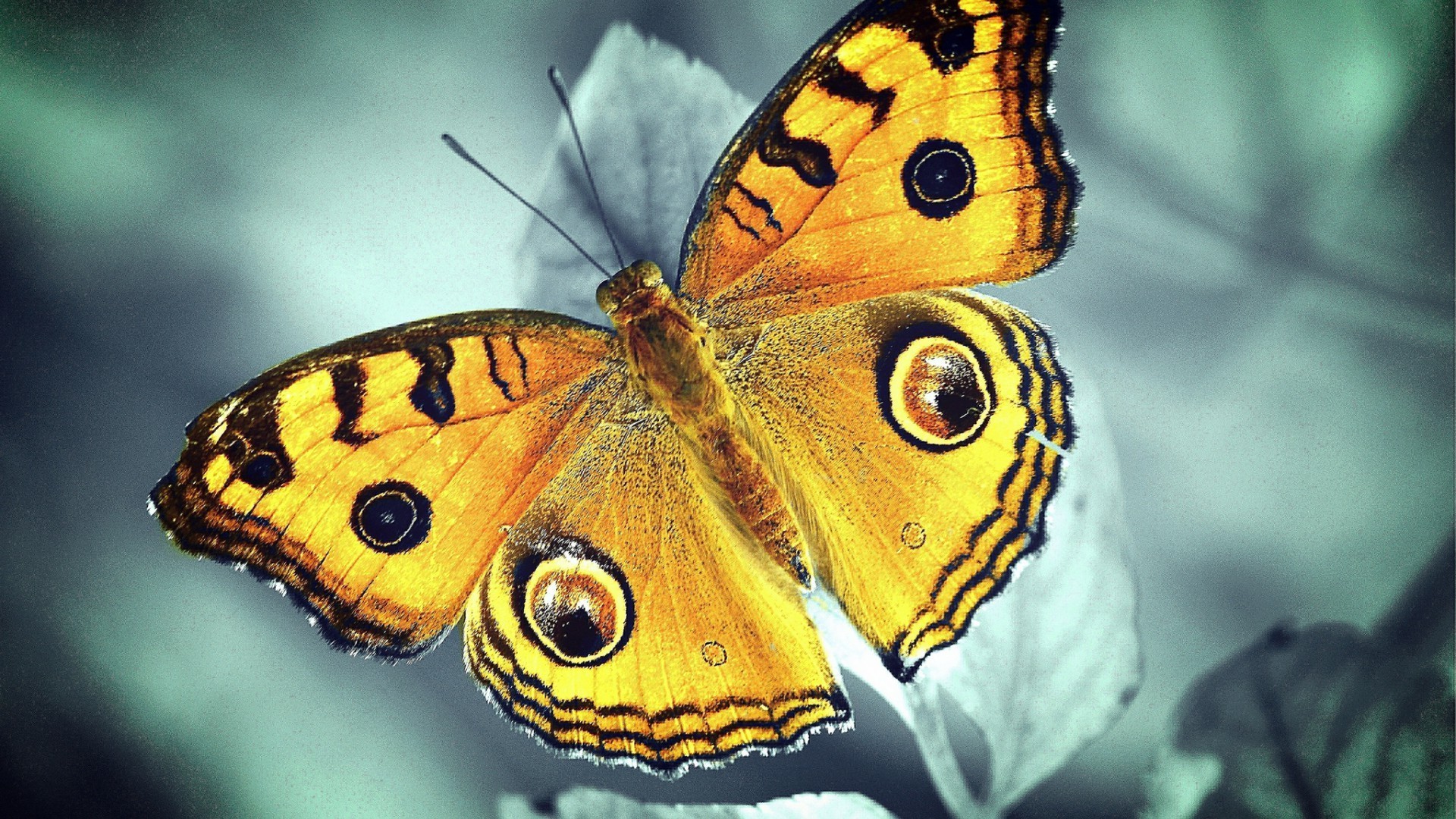 farfalla insetto natura invertebrati fauna selvatica animale ala monarca all aperto lepidotteri falena colore estate biologia giardino selvaggio volare bella