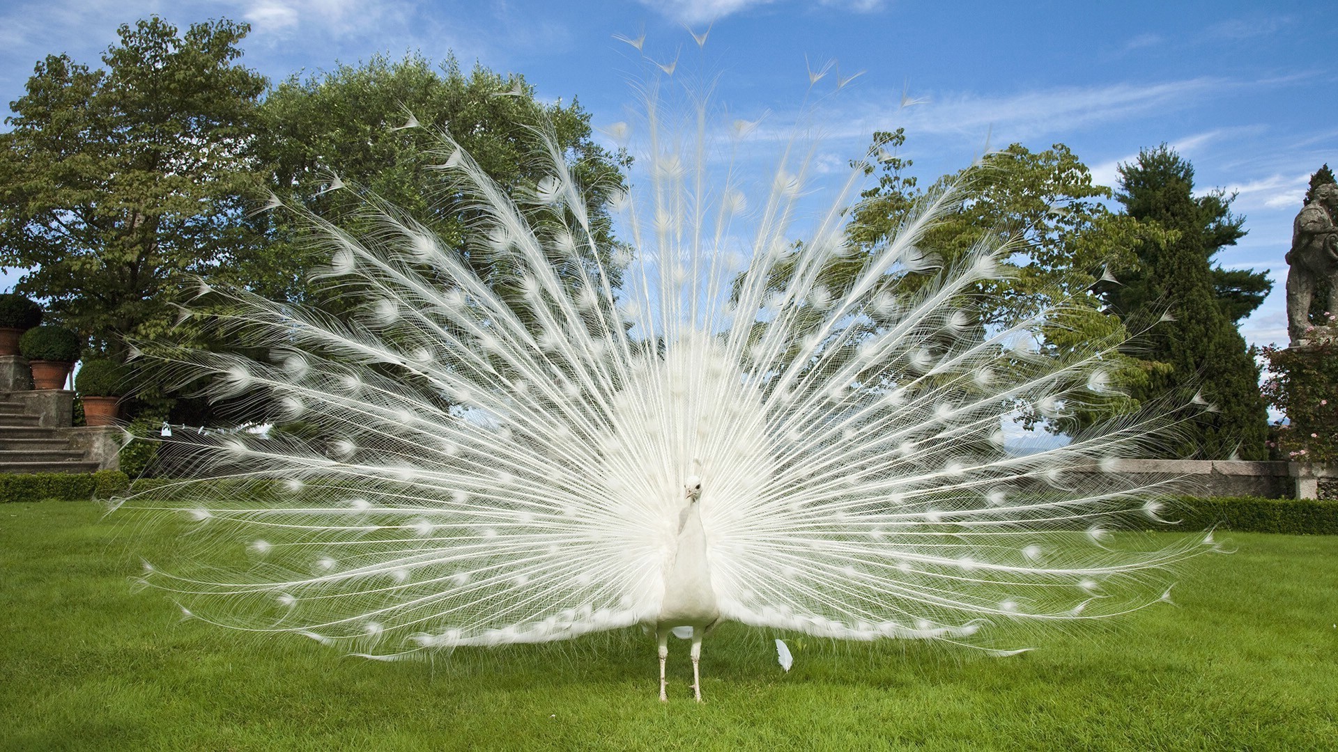 natura erba parco all aperto bella estate giardino luminoso cielo flora prato