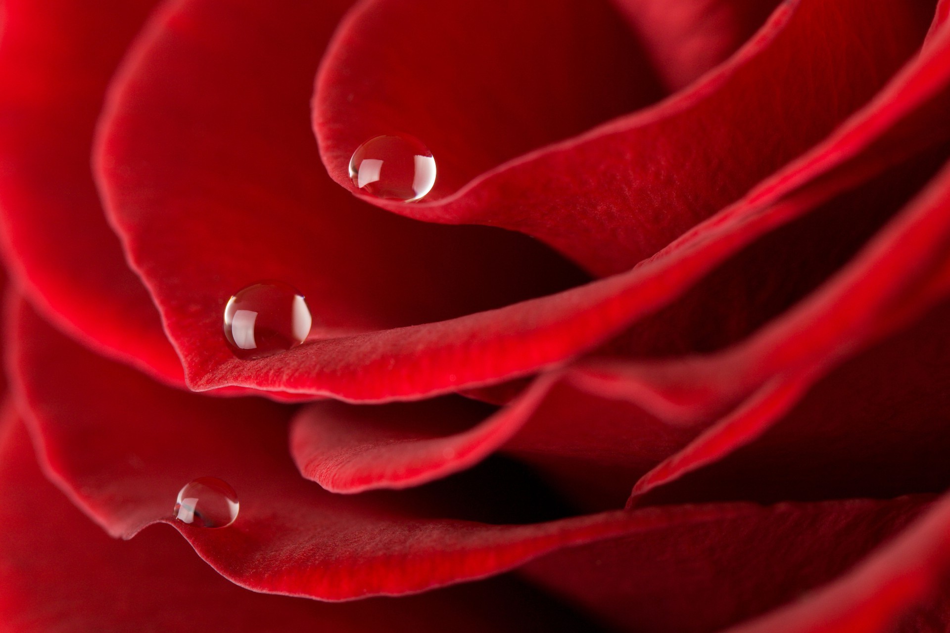 rosa amore romanticismo fiore petalo romantico fiore delicato anniversario botanico natura flora regalo bellissimo giardino colore amore rugiada floreale