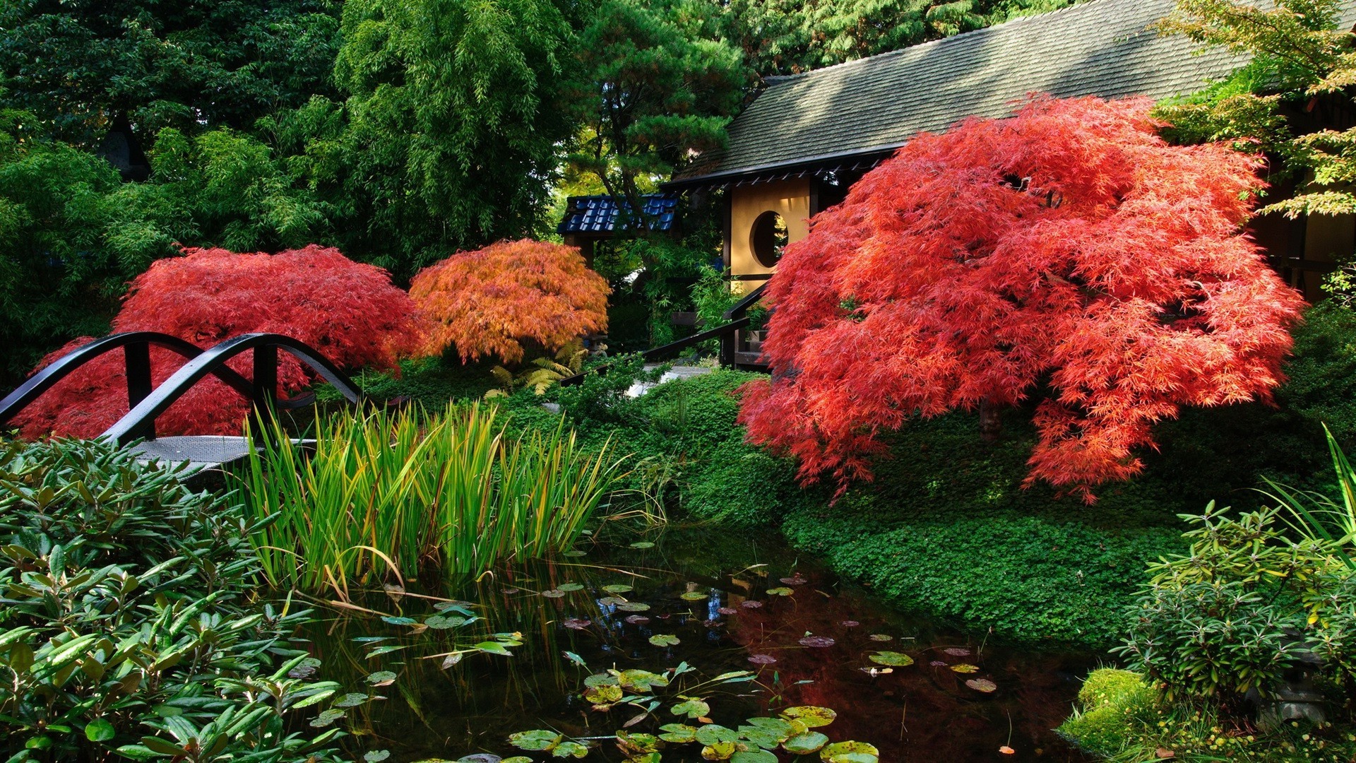 foglia giardino albero autunno parco legno natura all aperto fiore paesaggio stagione