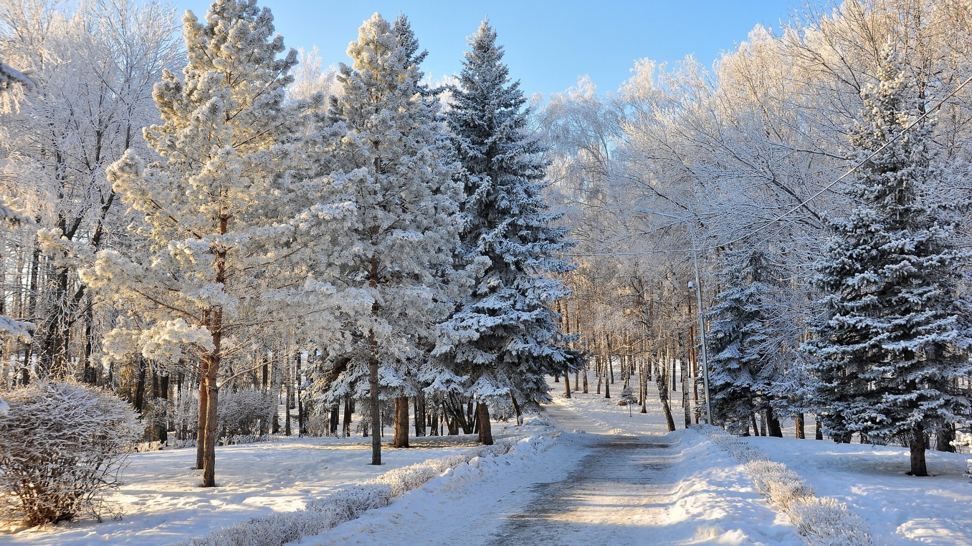 neve inverno gelo freddo legno albero congelato paesaggio ghiaccio stagione scenico tempo ramo bel tempo scena campagna neve-bianco natura pino