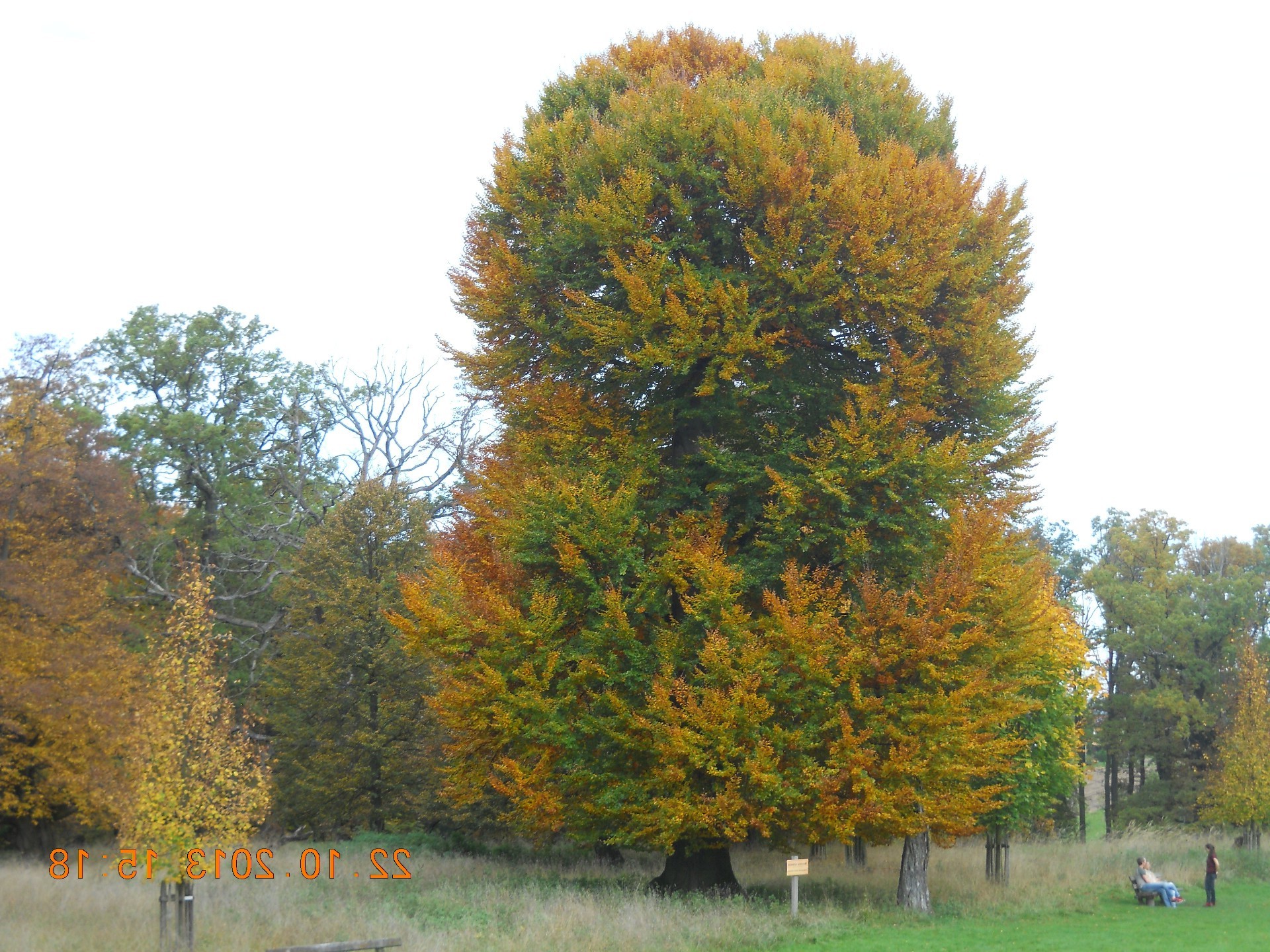 autunno albero foglia paesaggio natura parco stagione legno all aperto bel tempo campagna scenic ambiente erba luminoso rurale scena ramo colore
