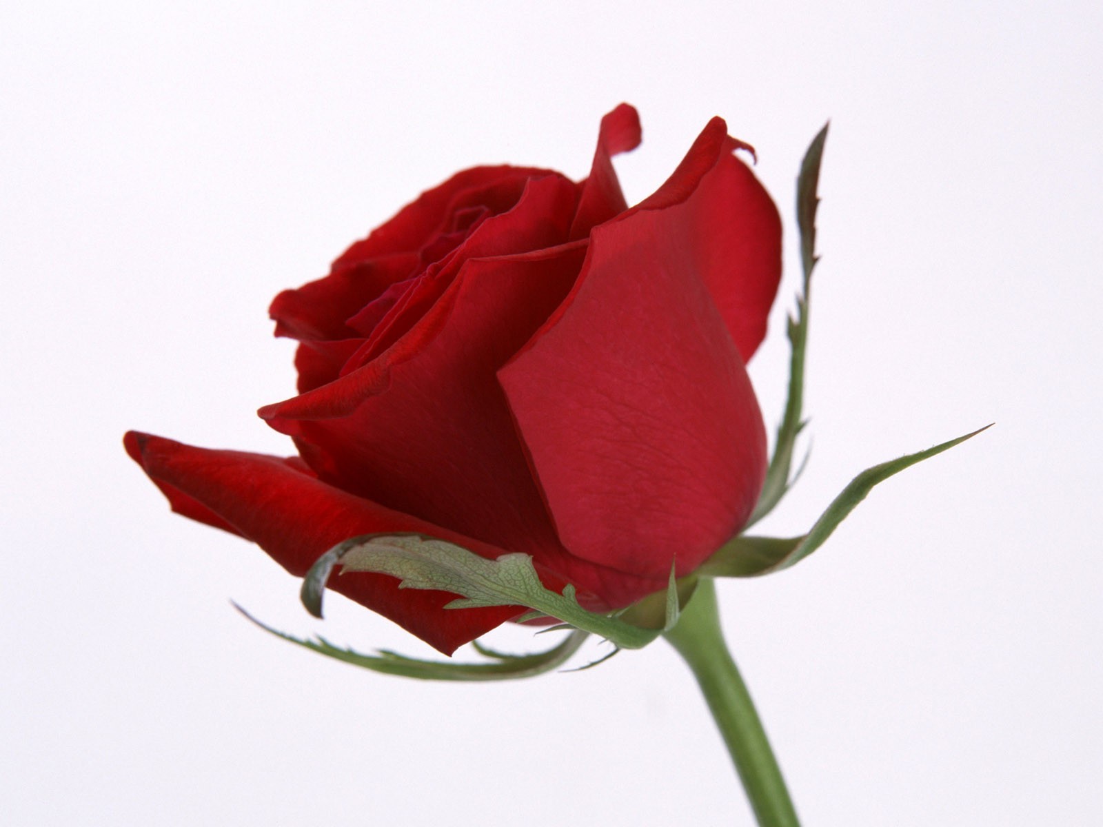 fiore rosa amore romanticismo natura floreale regalo di nozze petalo flora anniversario bouquet foglia compagno romantico colore estate fiore compleanno