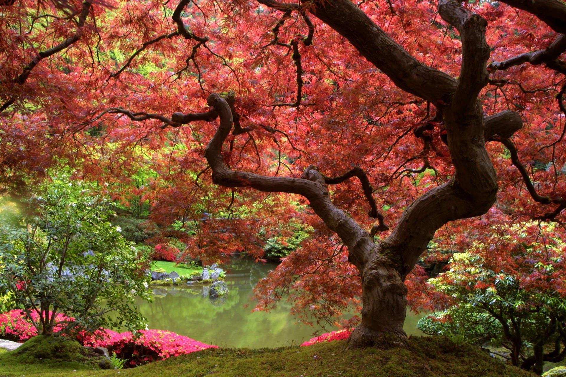 foglia di albero autunno parco maple branch natura stagione paesaggio di legno giardino all aperto fiore di colore flora ambiente scenic