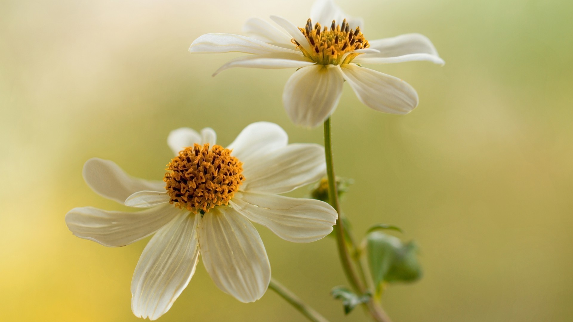 natura fiore flora estate foglia giardino floreale crescita luminoso petalo