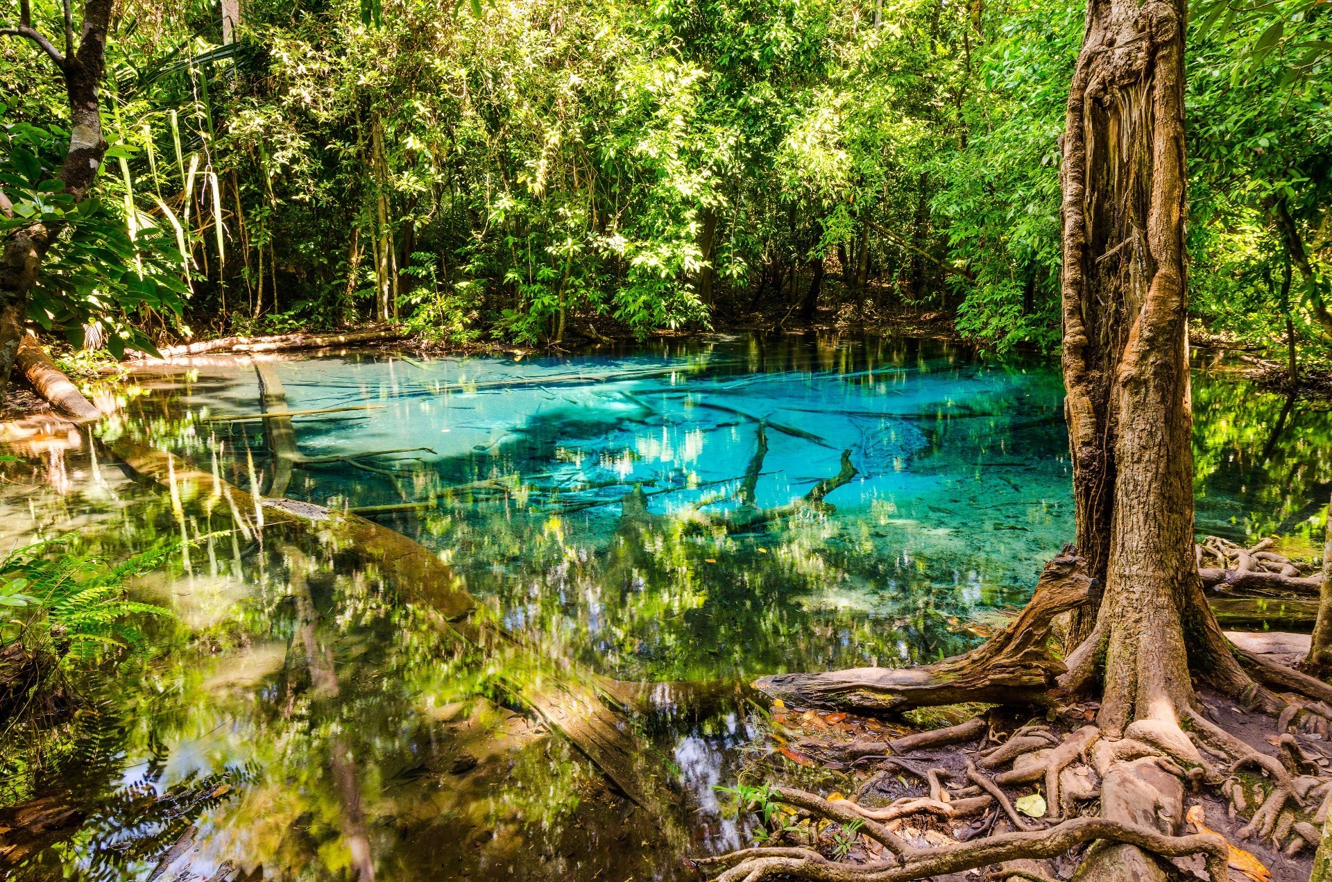 acqua legno natura albero foglia estate viaggi tropicale paesaggio parco fiume flora bella all aperto ambiente giungla scenic lago riflessione