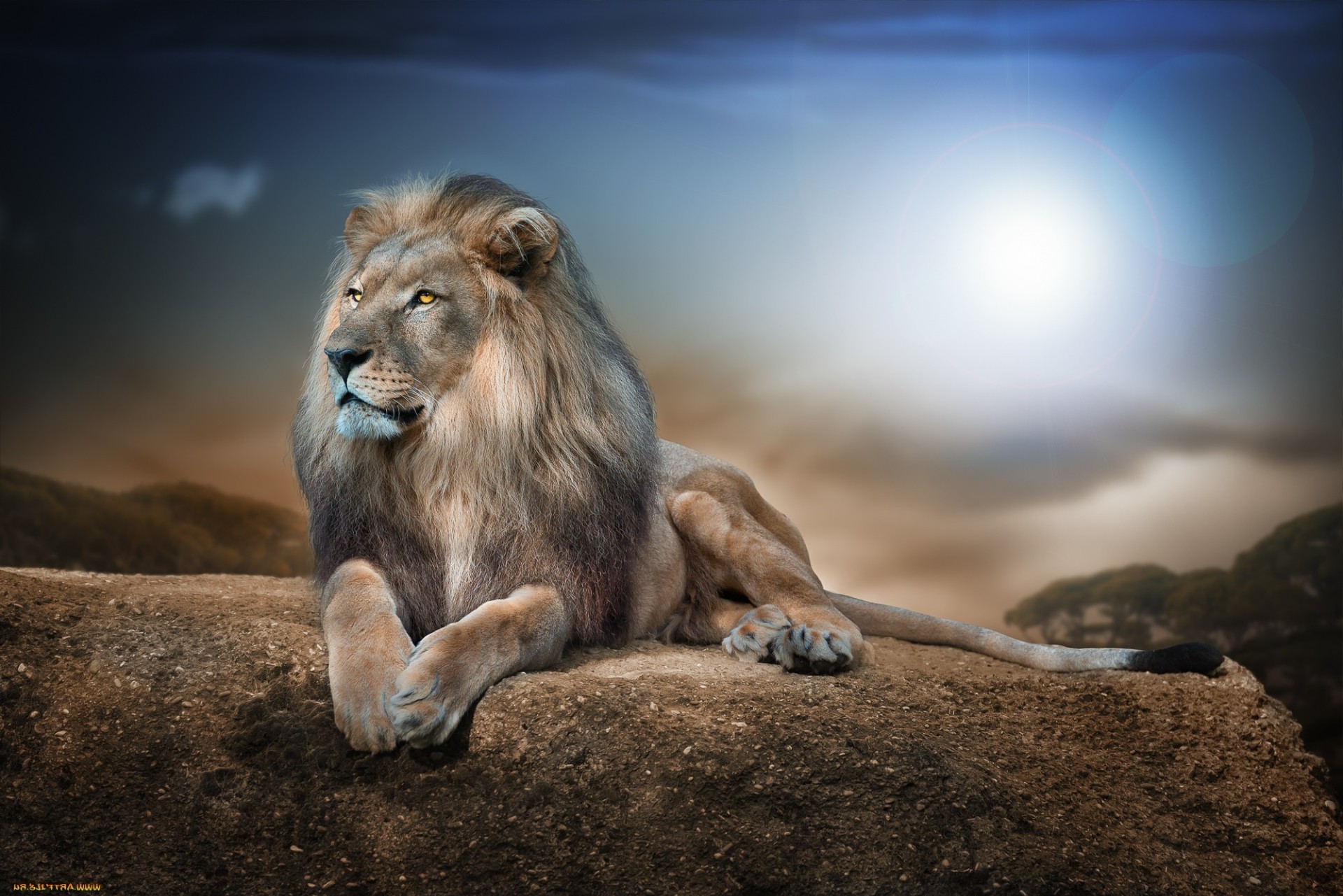 mammifero leone fauna selvatica