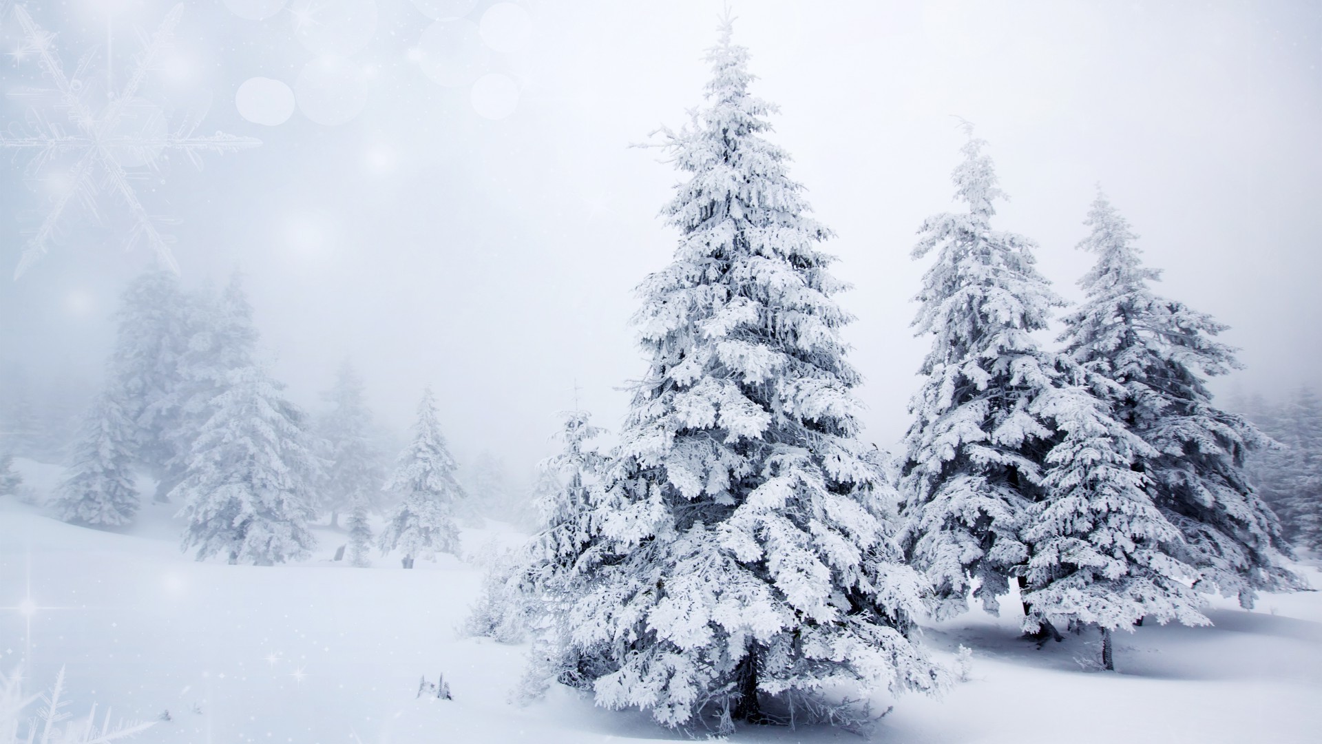 neve inverno gelo freddo congelato ghiaccio legno albero meteo stagione natale pino nevoso gelido bufera di neve abete paesaggio abete